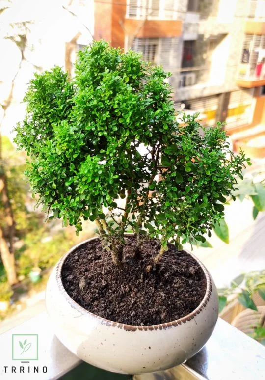 Big Kamini Bonsai