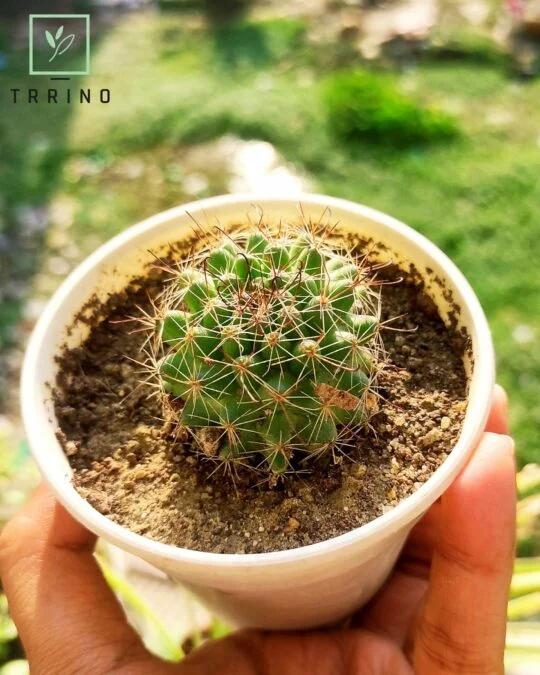 Round Cactus